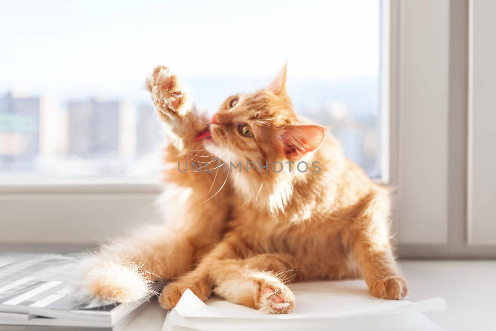 Cute ginger cat is liking paws on window sill. Fuzzy pet is cleaning its fur on sunlight. Fluffy domestic animal. by aksenovko