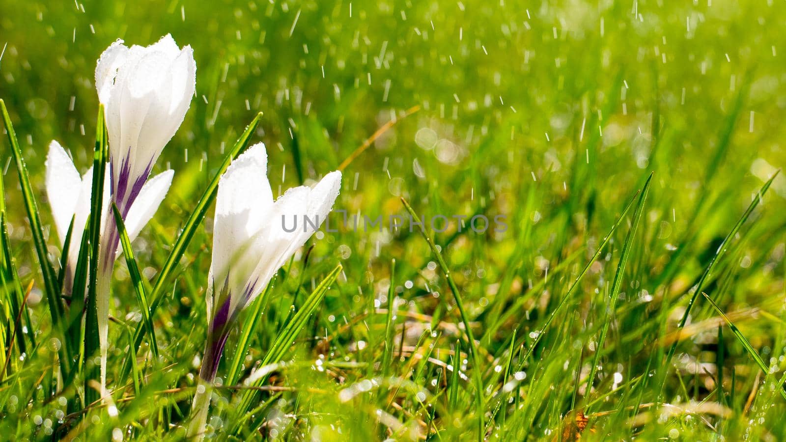 Crocus flowers on meadow in the sunshine in the rain. Long width banner by NataBene