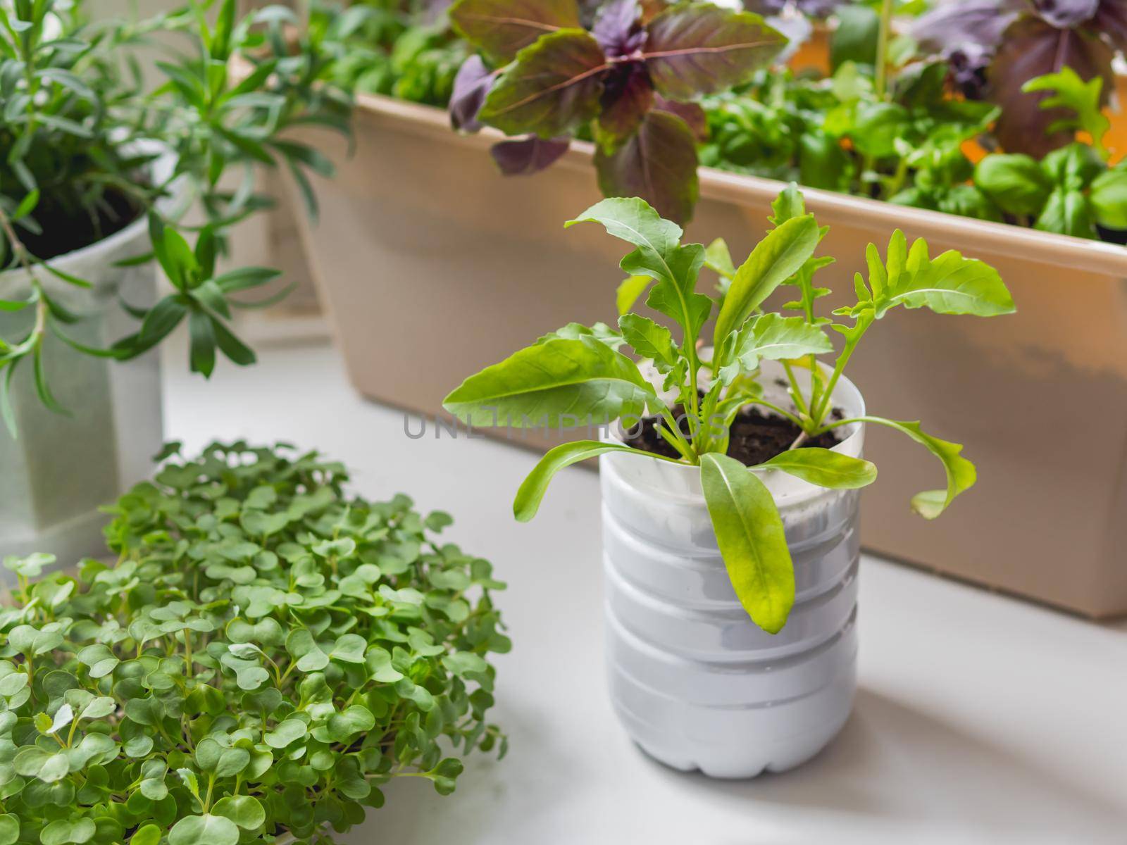 Plastic bottle with arugula seedling. Growing edible organic basil, arugula, microgreen of cabbage for healthy nutrition. Gardening on window sill at home.