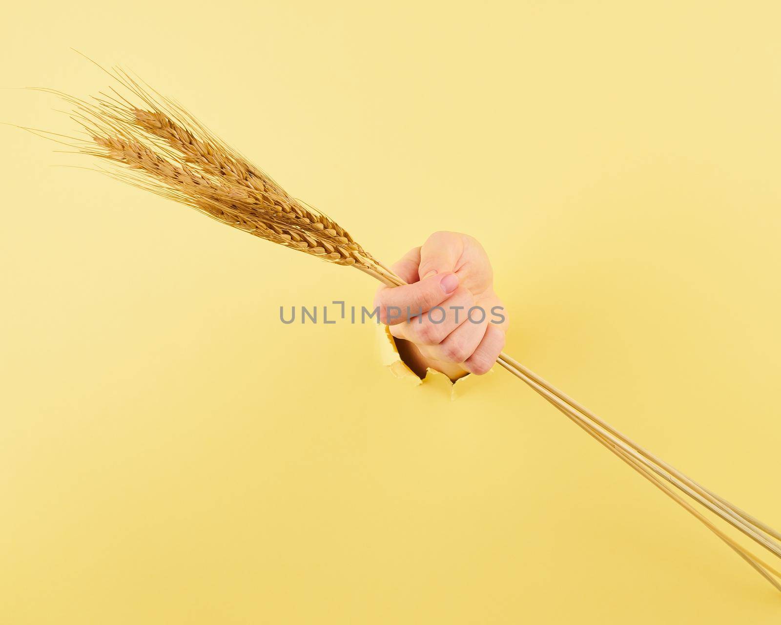 woman hand with spikelet in the bursted hole, the concept of strength of agriculture