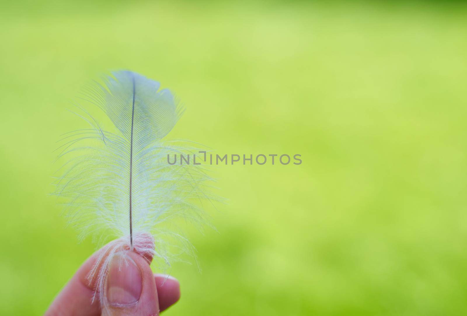 unrecognizable person holding a plumelet, concept of calmness or sensation, sunlight on background, the idea of purity and freshness, summer or spring vibe