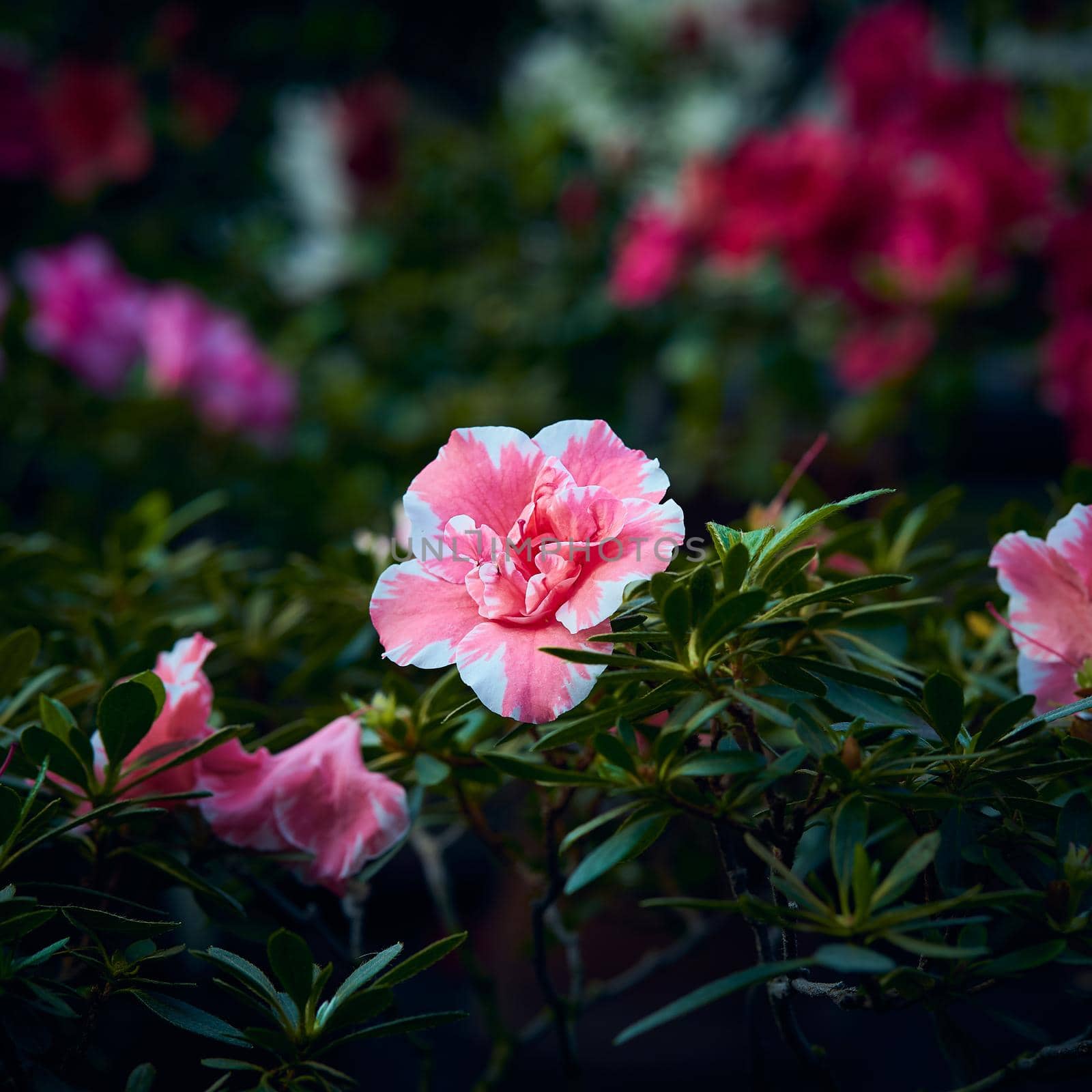 Moody flowers of Azalea, large pink buds on dark green background by NataBene