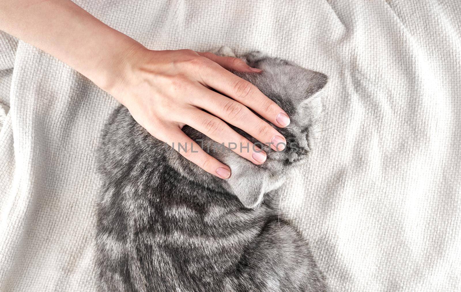 young woman hand stroking cat what is lying on blanket, the idea of tenderness and love to pet, top view