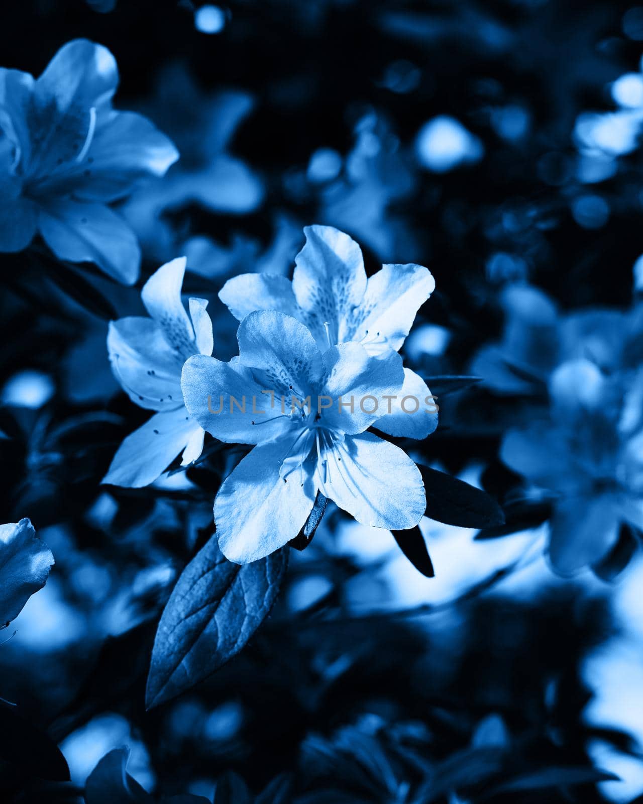 Classic blue, toned image. Moody flowers of Azalea, large buds on dark green background. The first spring sunshine shines on the beautiful pink buds of a rhododendron bush, vertical