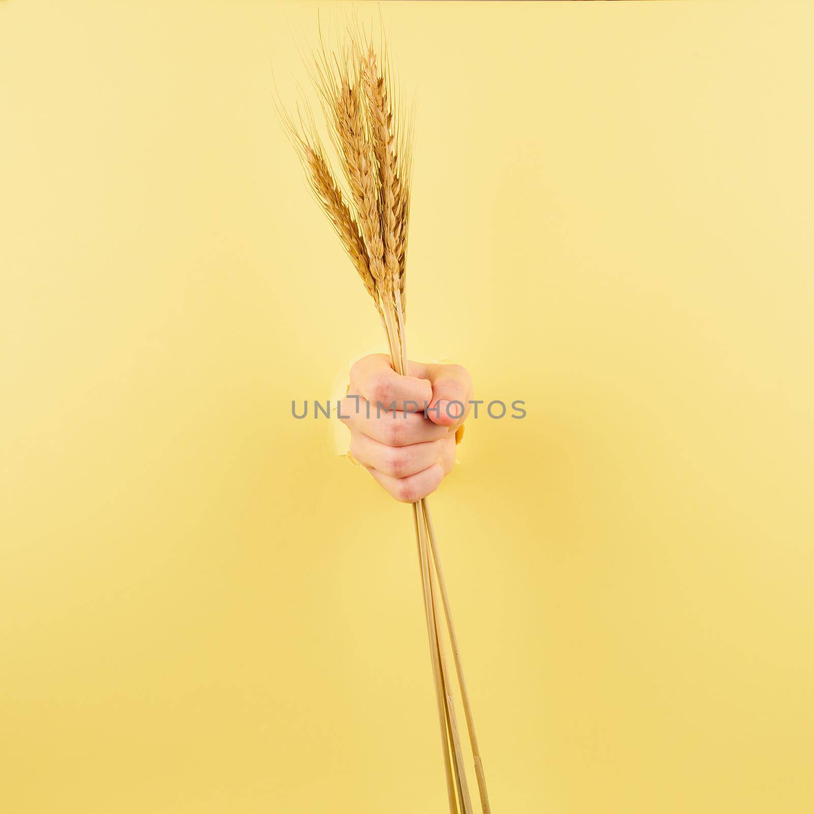 female hand with spikelet on yellow background, the concept of strength of agriculture