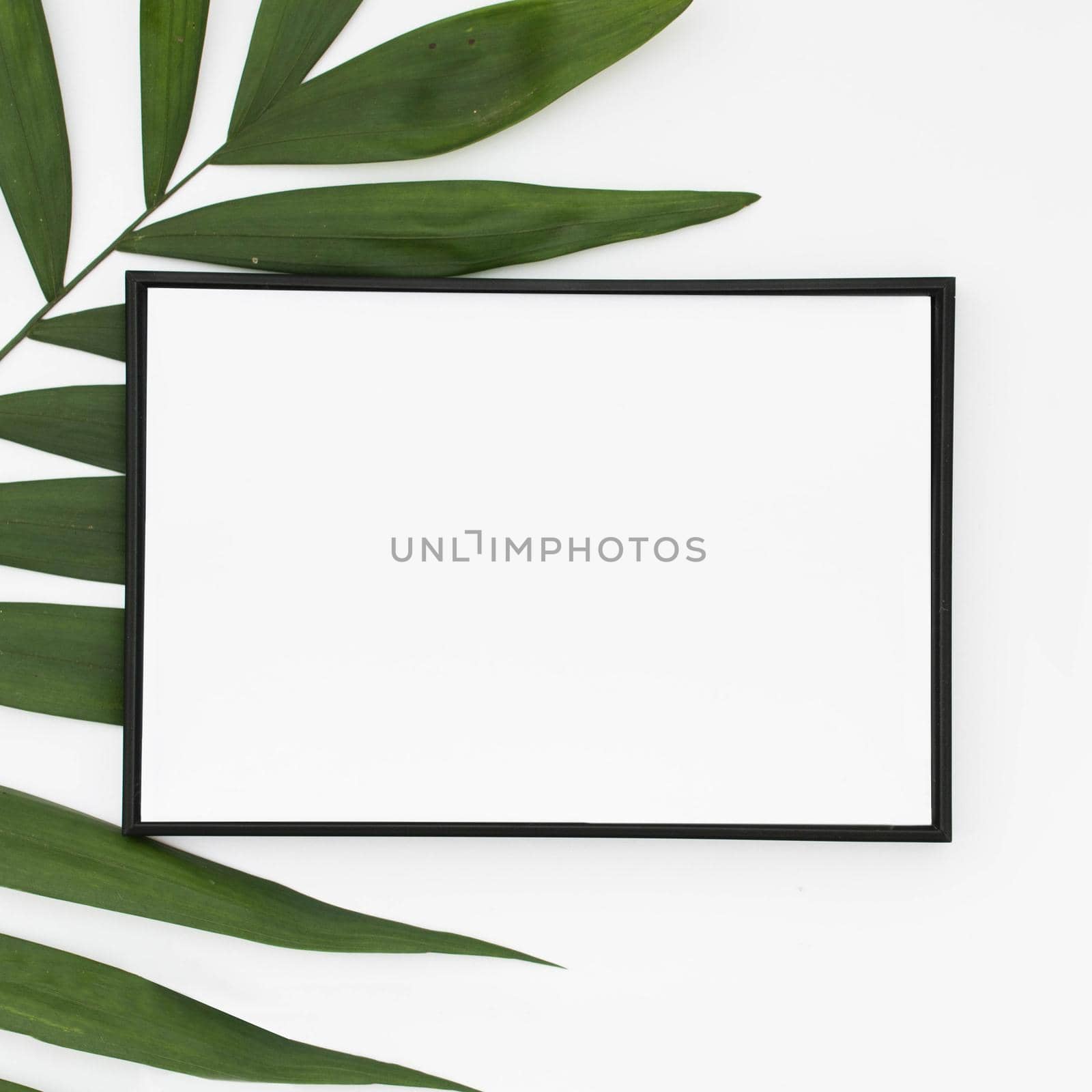 close up white blank frame with green palm leaves isolated white background