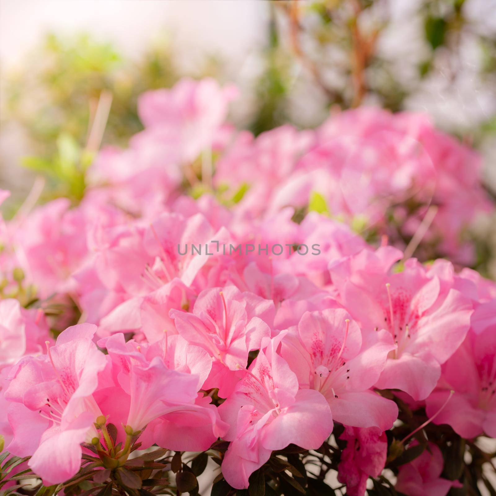 Flowers bloom azaleas, pink rhododendron buds on a green background by NataBene