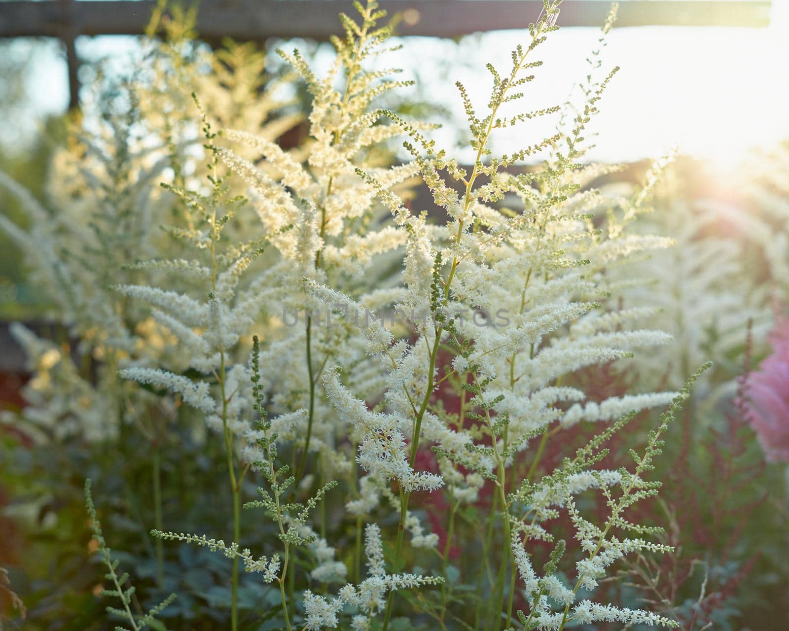 Beautiful Bush of flowers Astilbe with a fluffy white panicles, close up