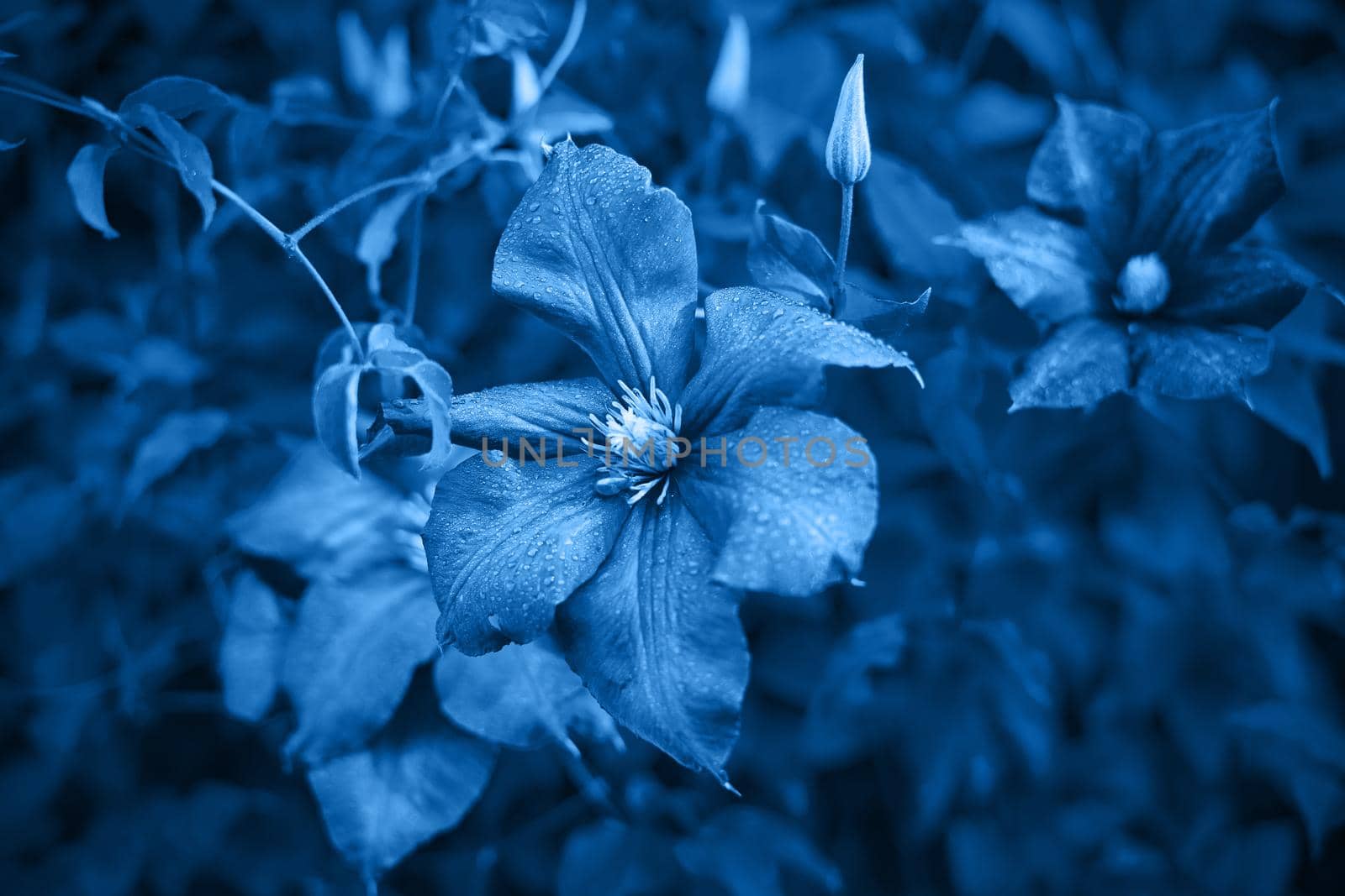 Classic blue, toned image. Moody flowers of clematis, large purple buds on a dark green background, copy space