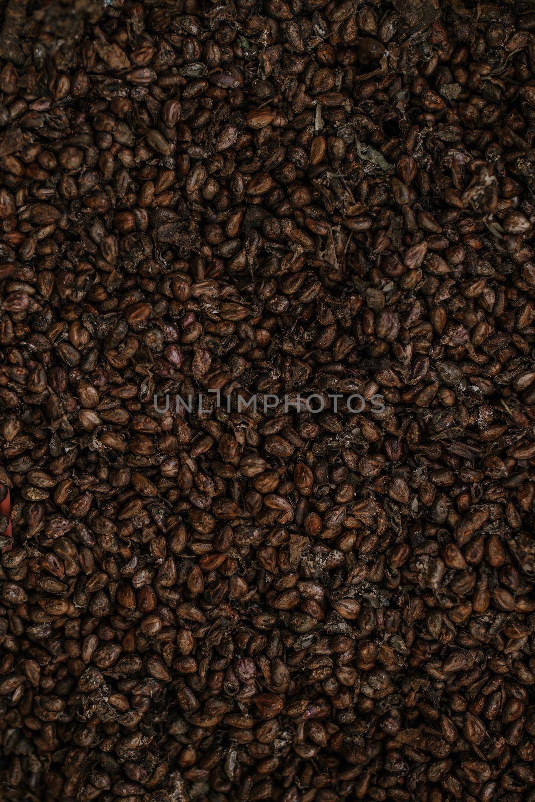 dried grape seeds. Close-up raw seeds surface as a background.