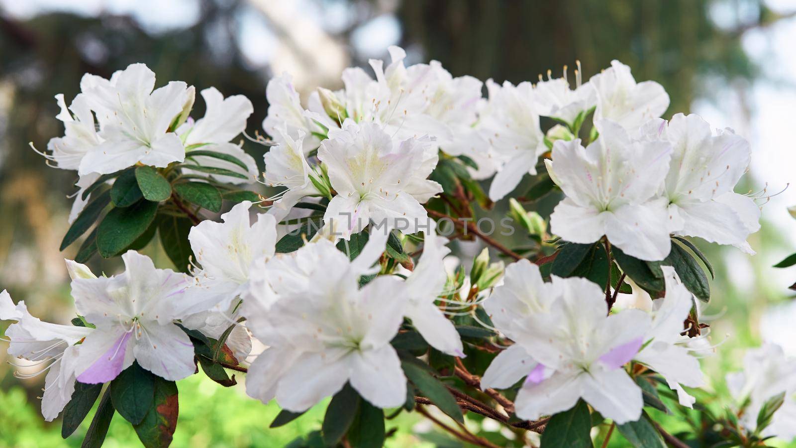 Flowers bloom azaleas, white rhododendron buds on green background, long banner