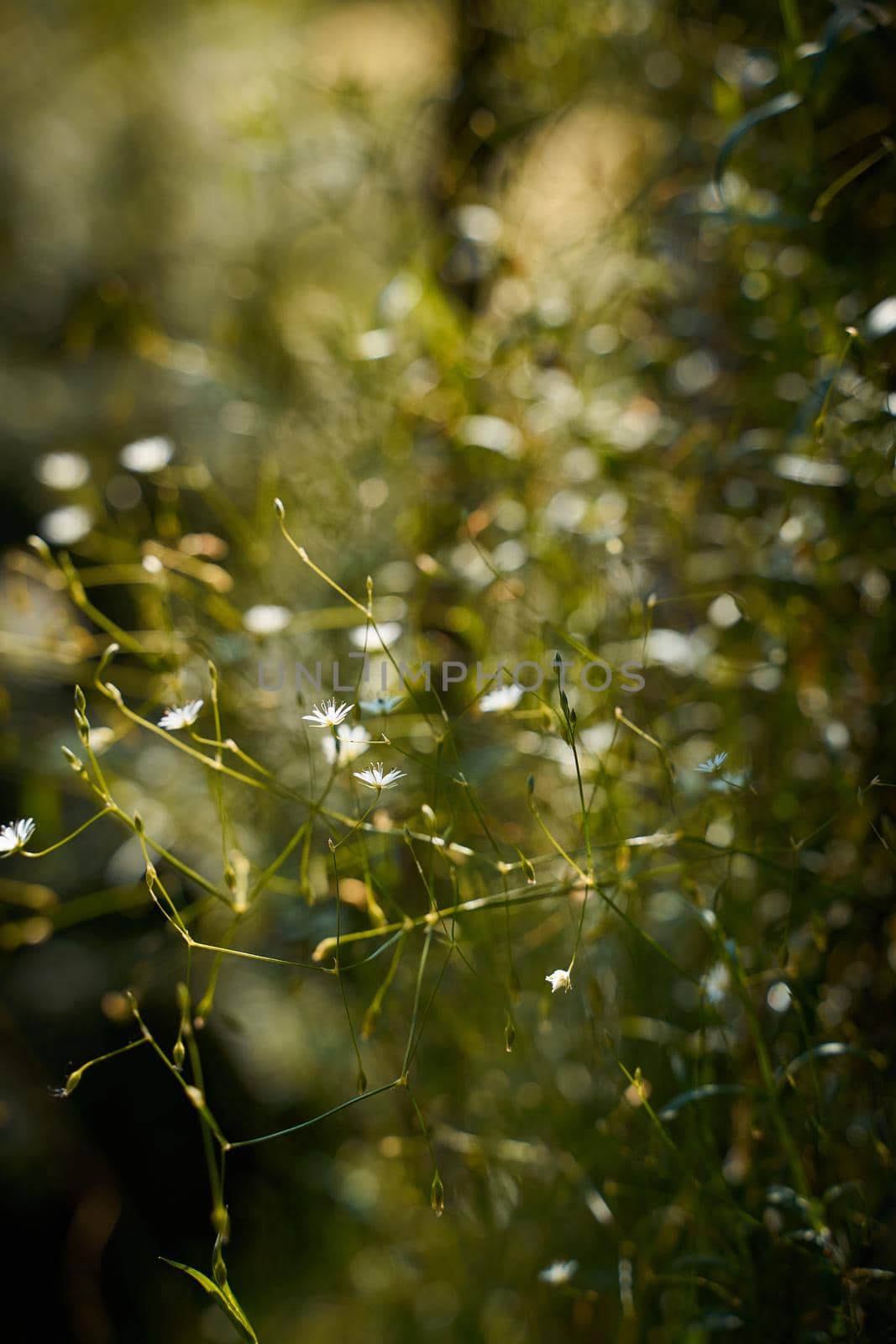 Moody dark art photo with little white flowers on dark green background, sunlight, vertical