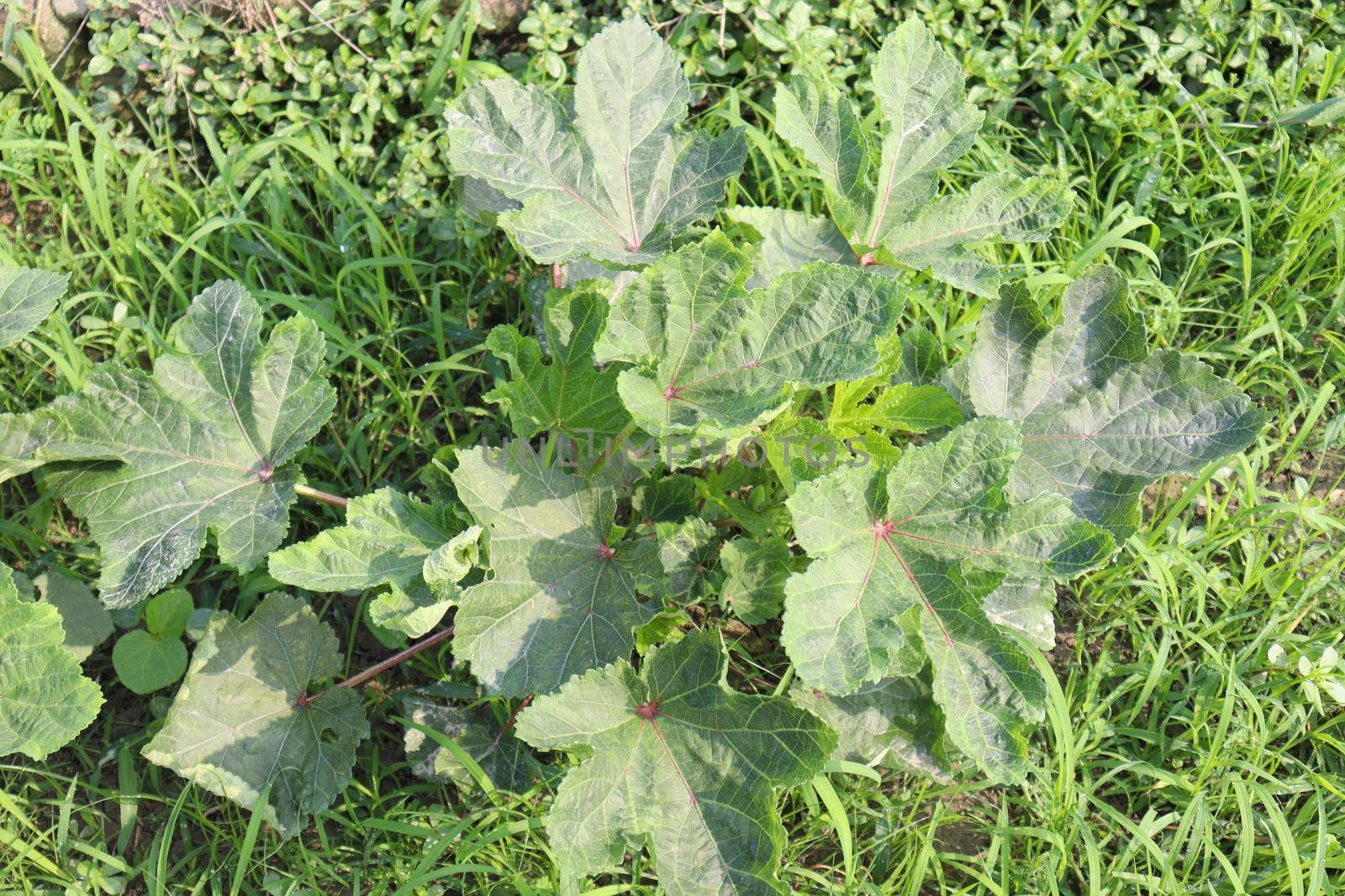 green colored lady finger firm for harvest