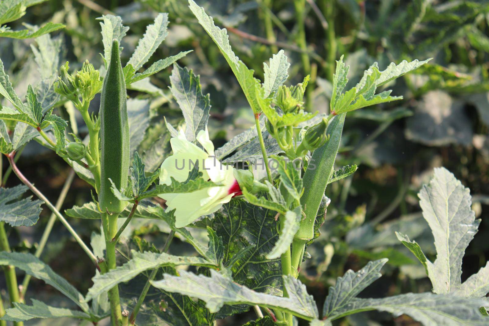green colored lady finger on tree in firm for harvest