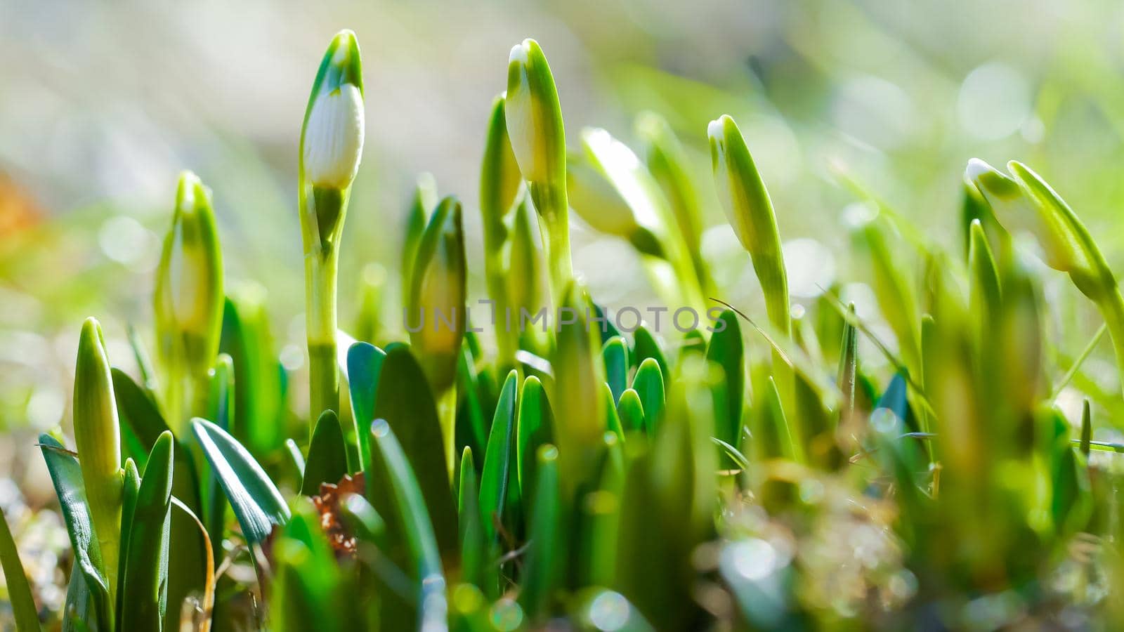 Snowdrop with blossom on sunlight, revival of spring flower with bud, the awakening of nature. Long width banner
