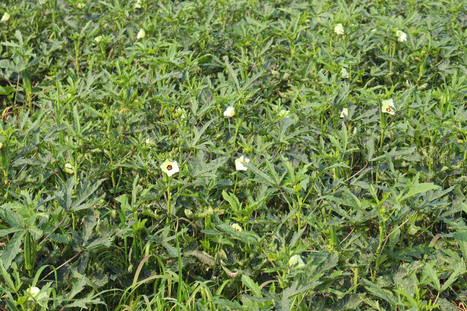 green colored lady finger firm for harvest