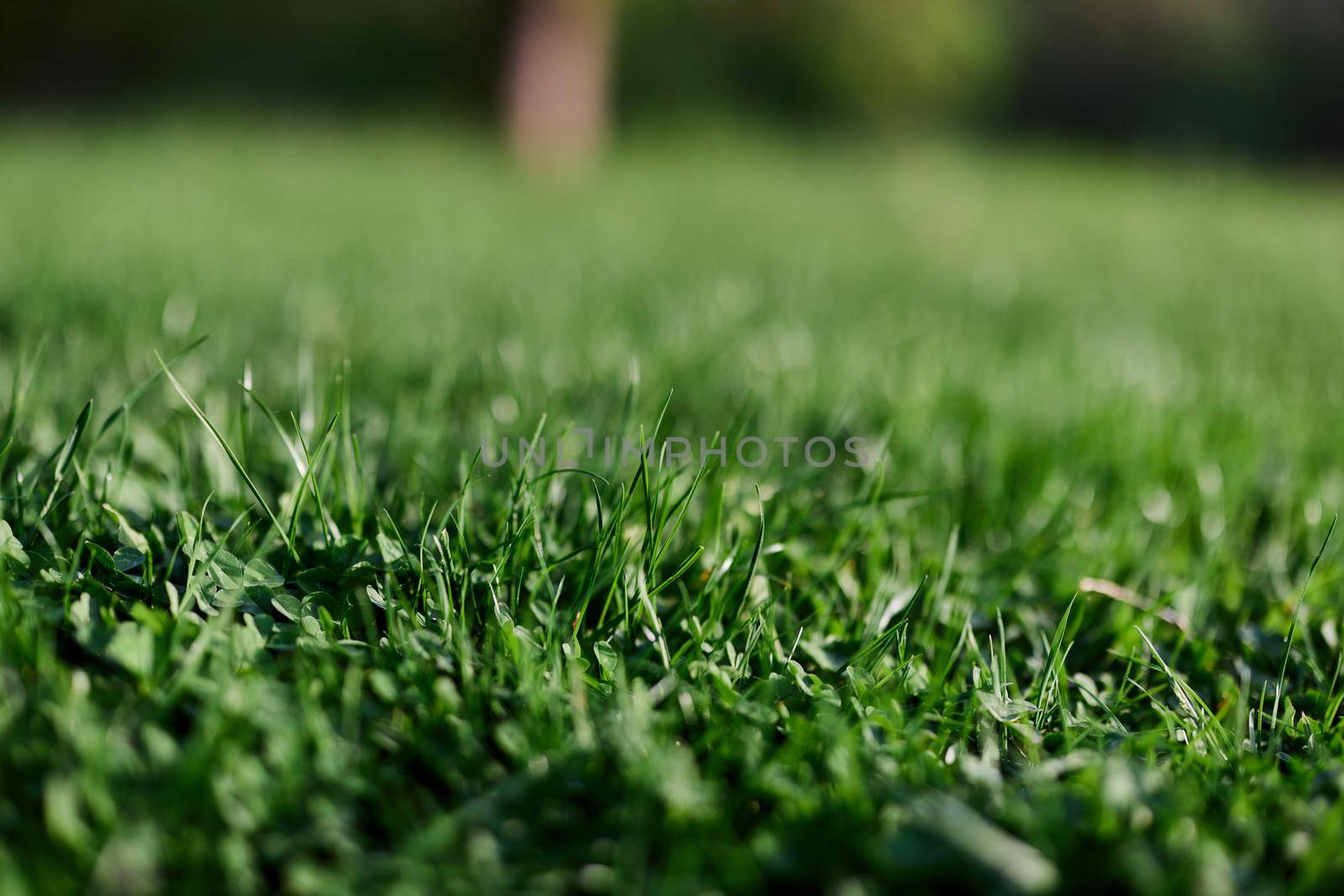 Green spring grass growing in a clearing, taken close-up in sunlight. High quality photo