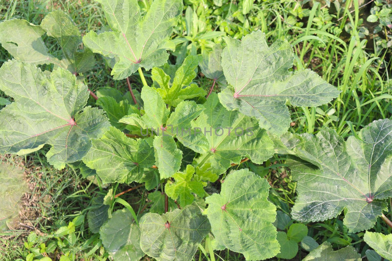 green colored lady finger firm for harvest