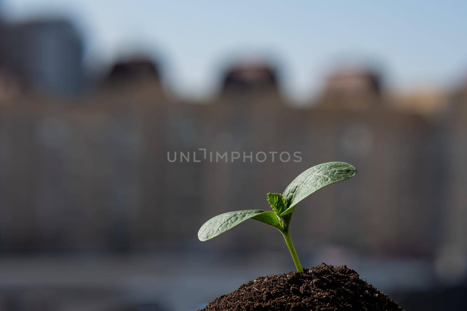 Close-up of a sprout of zucchini on the windowsill against the backdrop of the city