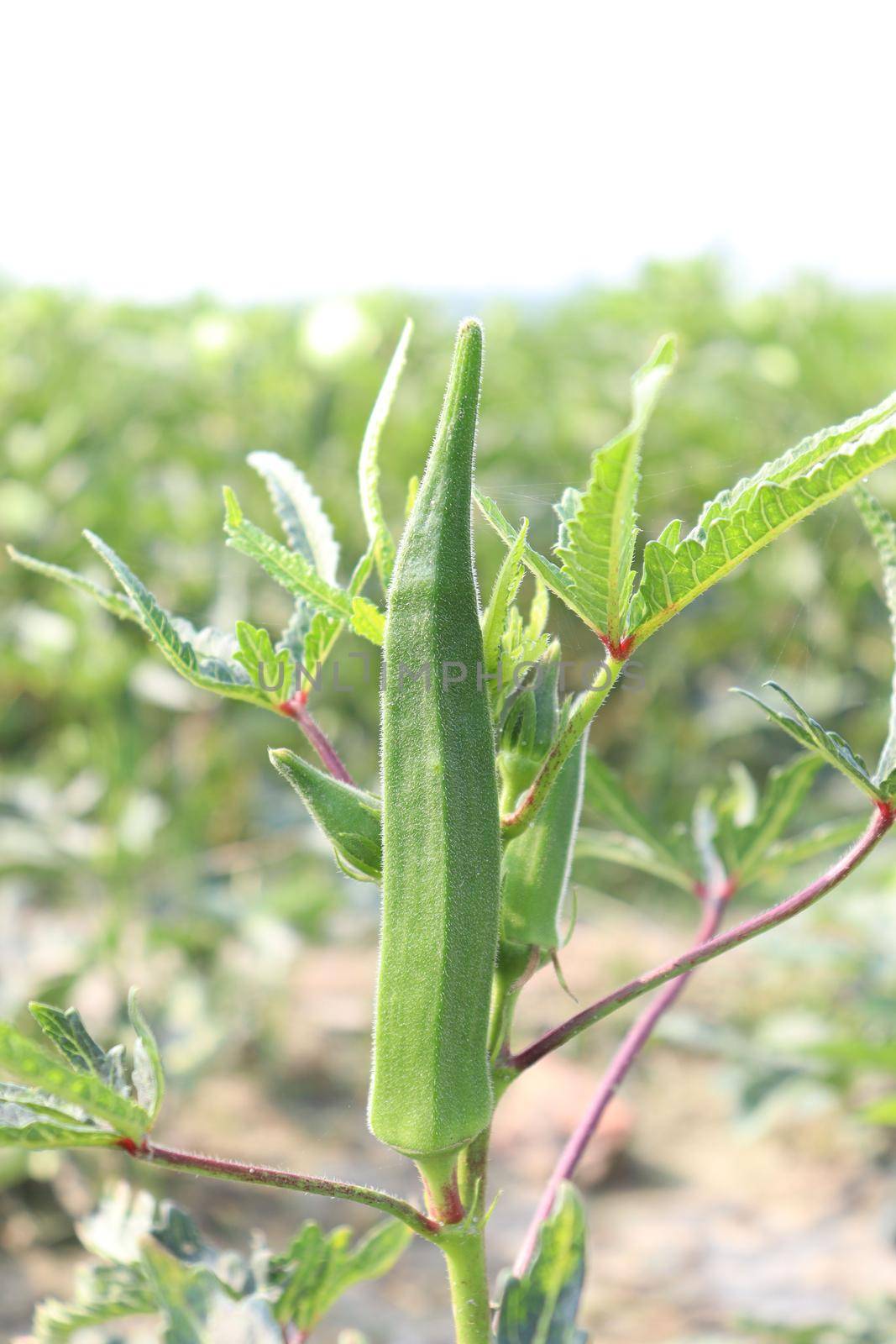 green colored lady finger on tree in firm for harvest