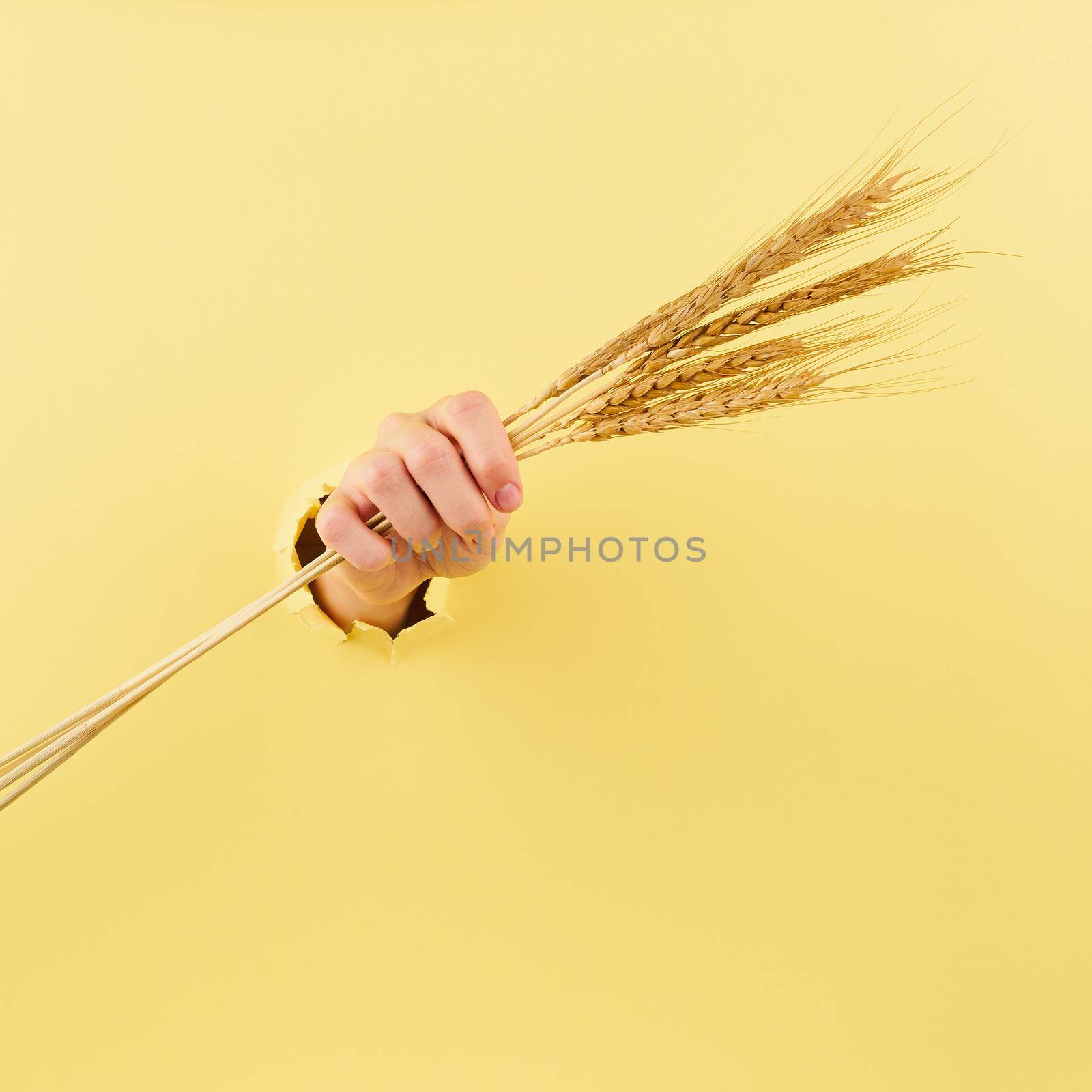 young hand with spikelet in the bursted hole, the concept of strength, agriculture theme