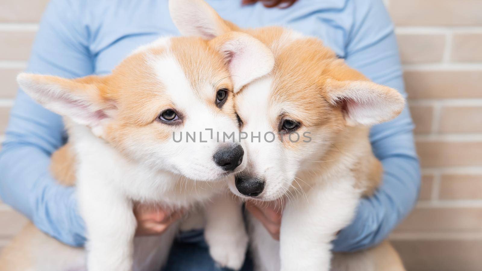 Caucasian woman holding two cute pembroke corgi puppies