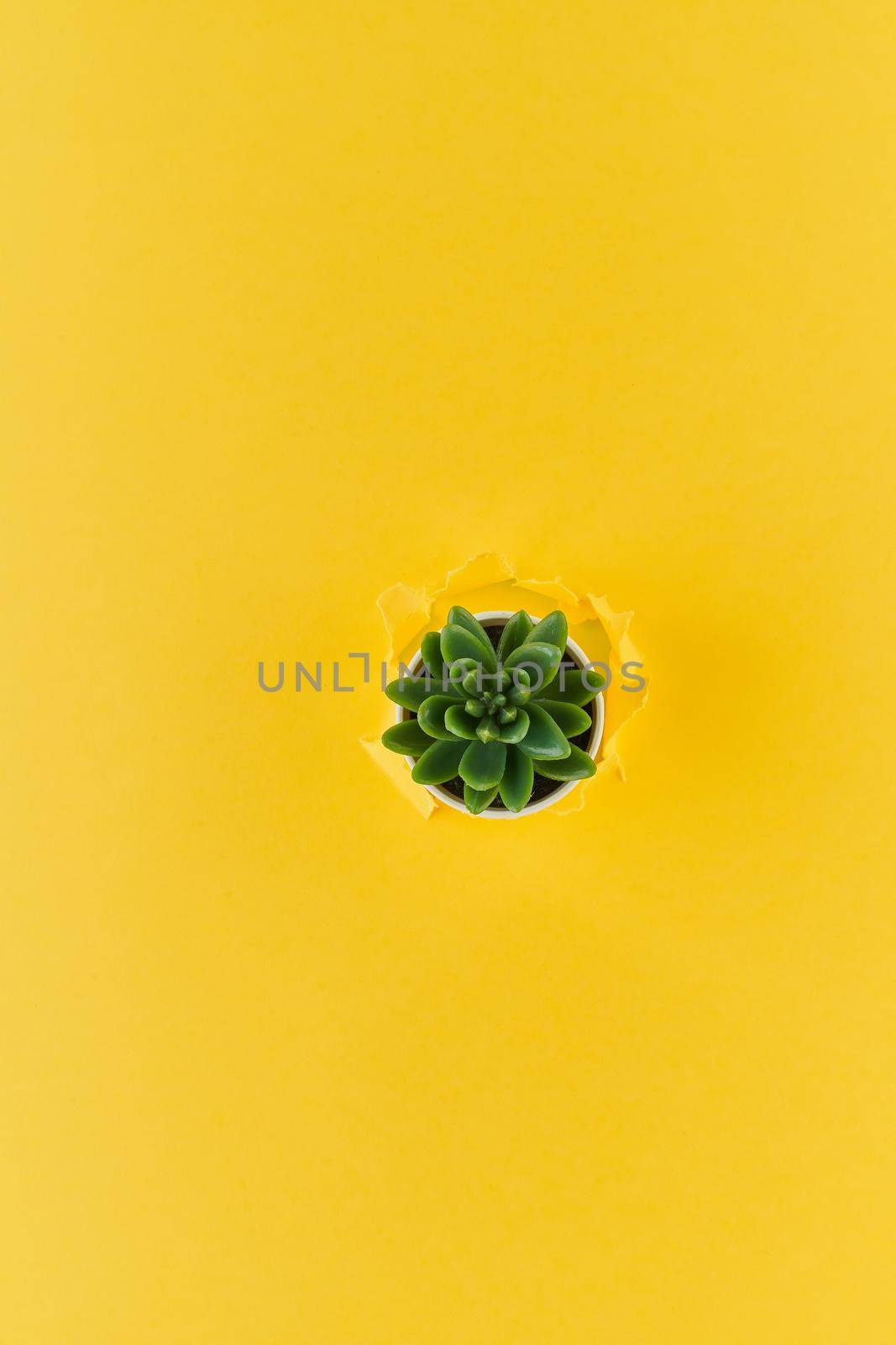 A ripped hole in yellow textured background, cactus flower pot, concept of rupted paper with copy space. Long width side banner. by NataBene