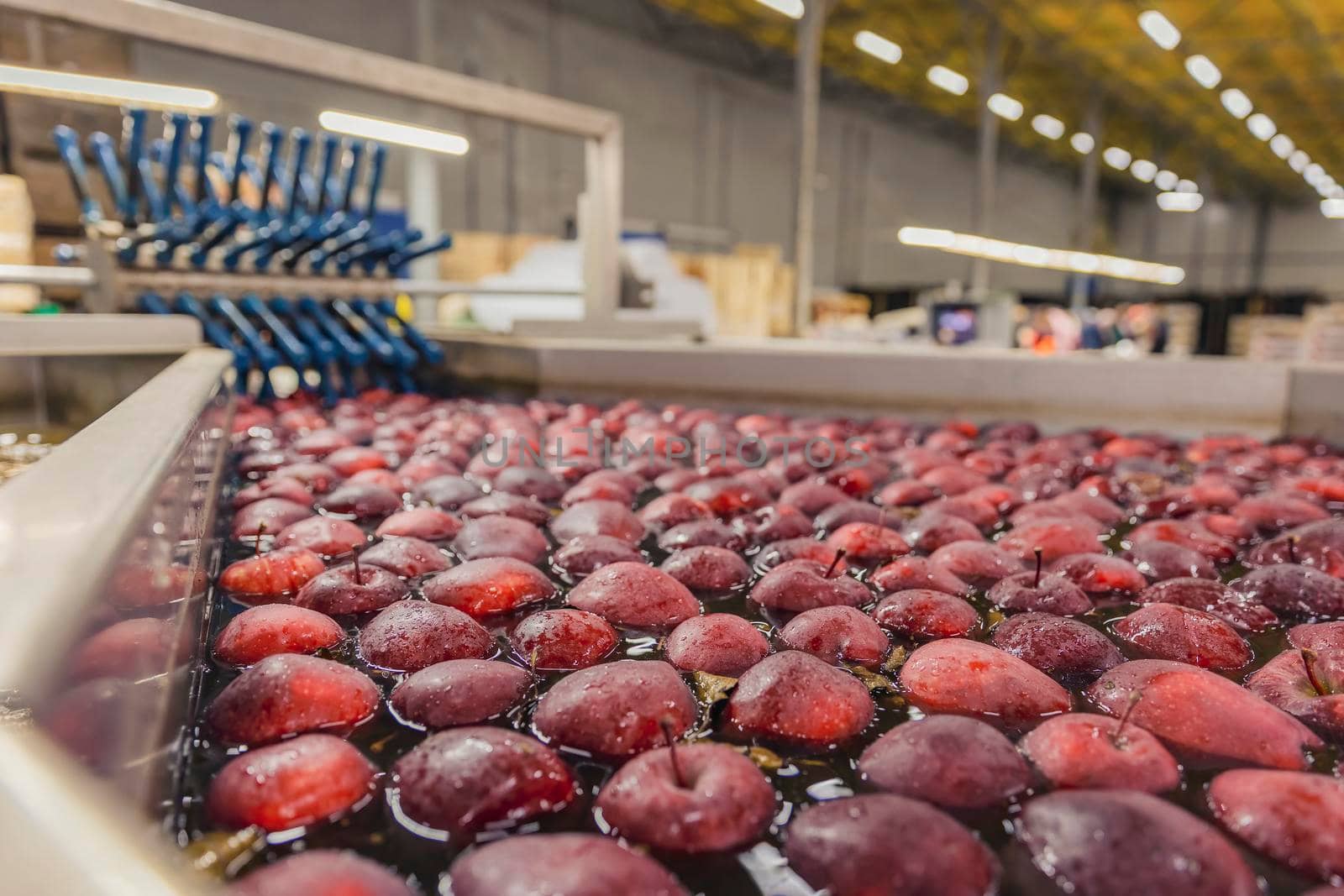 washing red apples in large quantities for further transfer to the packaging line, close-up