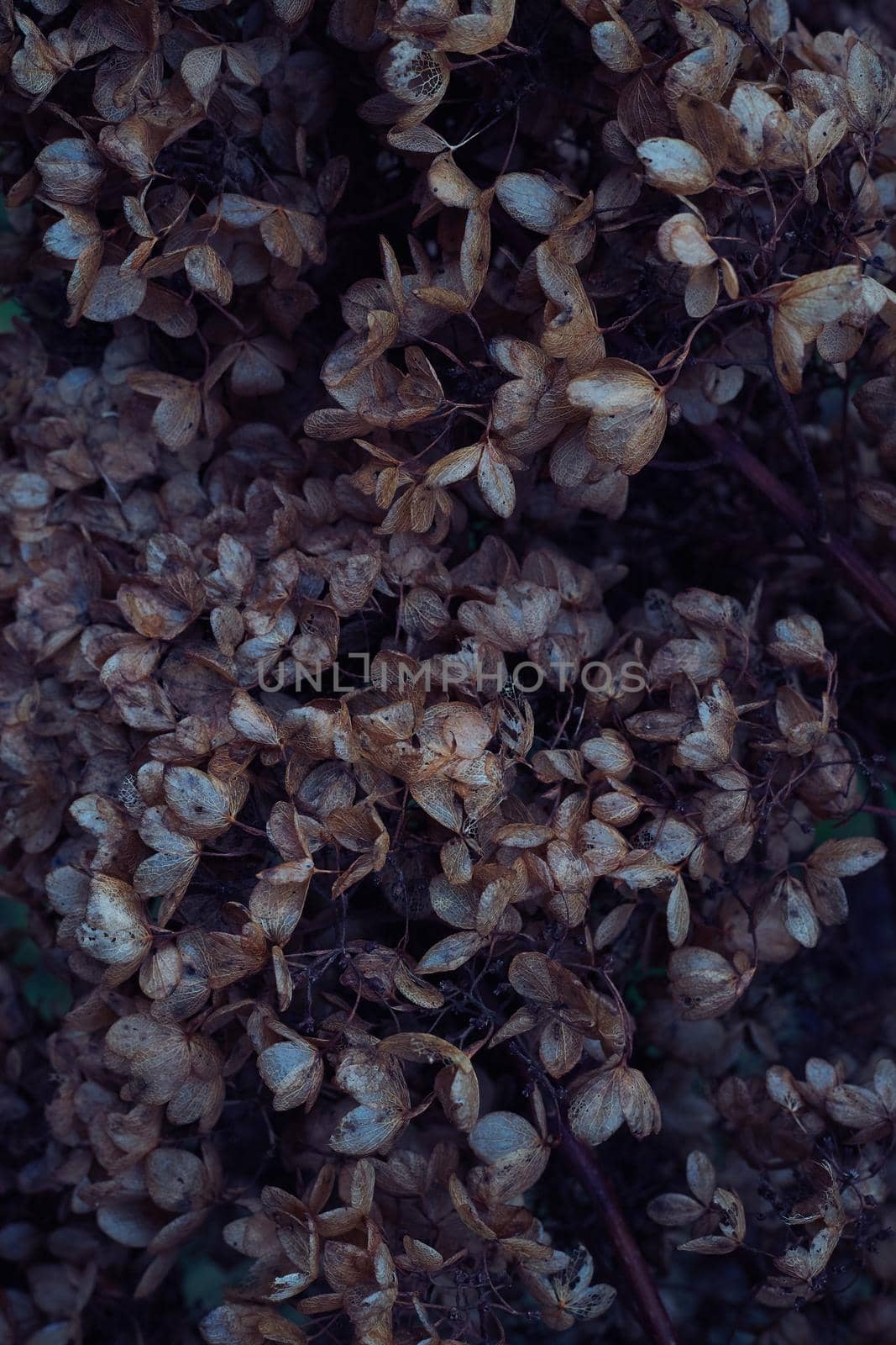 Moody dark art floral photo with little dried flowers of hydrangea on a dark dry brown background, winter backdrop, vertical