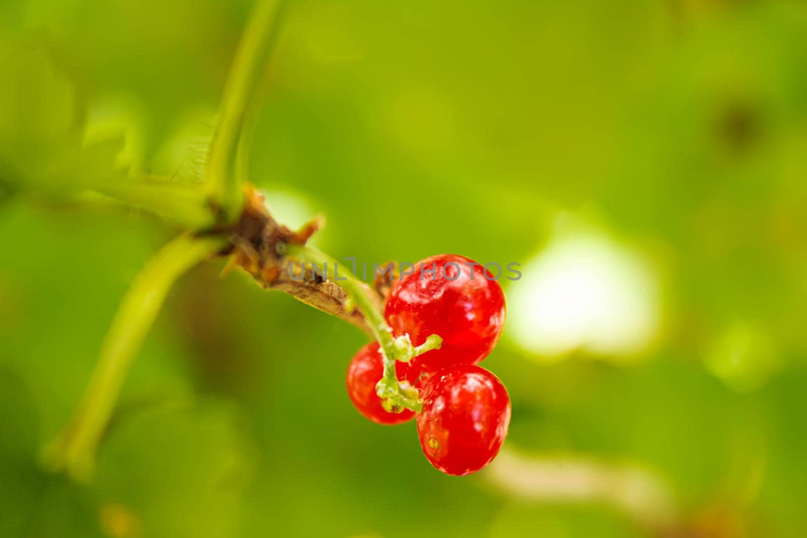 Lingonberry close-up. old little lingonberry. selective focus.Food