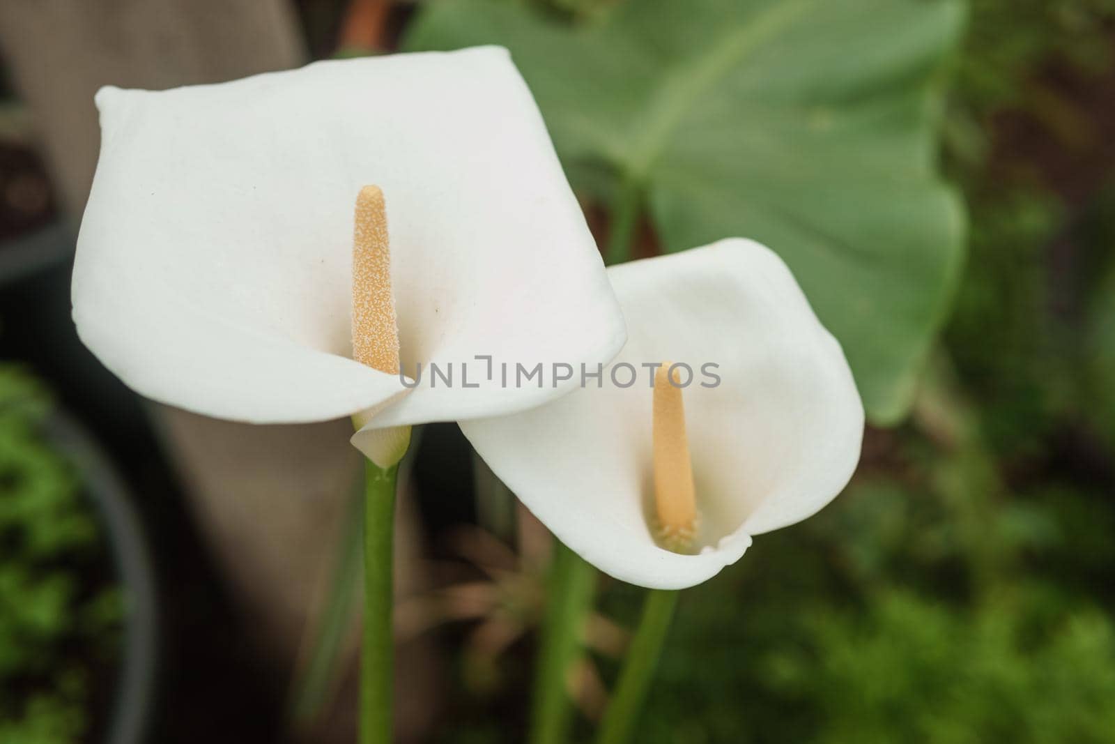 Flower - White calla close-up. Greenhouse with a large variety of green plants. The concept of planting crops in spring.