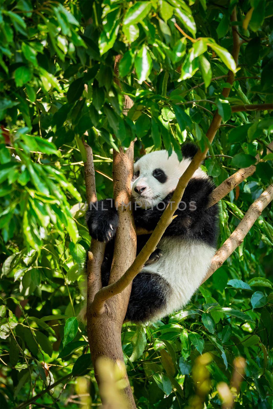 Giant panda bear in China by dimol