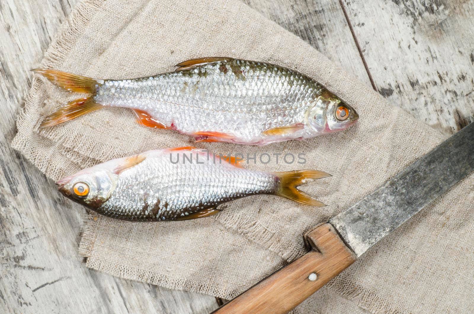 Two roaches fish on a linen napkin, near the old cutlery. From the series "Still Life with fresh fish"
