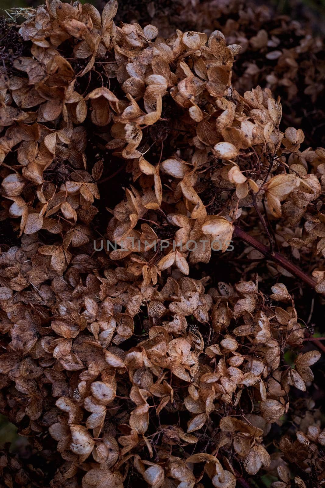 Moody dark art floral photo with little dried flowers of hydrangea on a dark dry brown background by NataBene