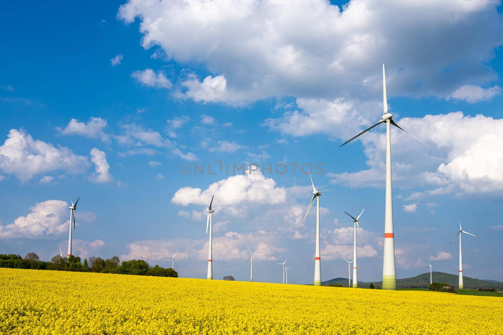 Wind turbines in a flowering canola field by elxeneize