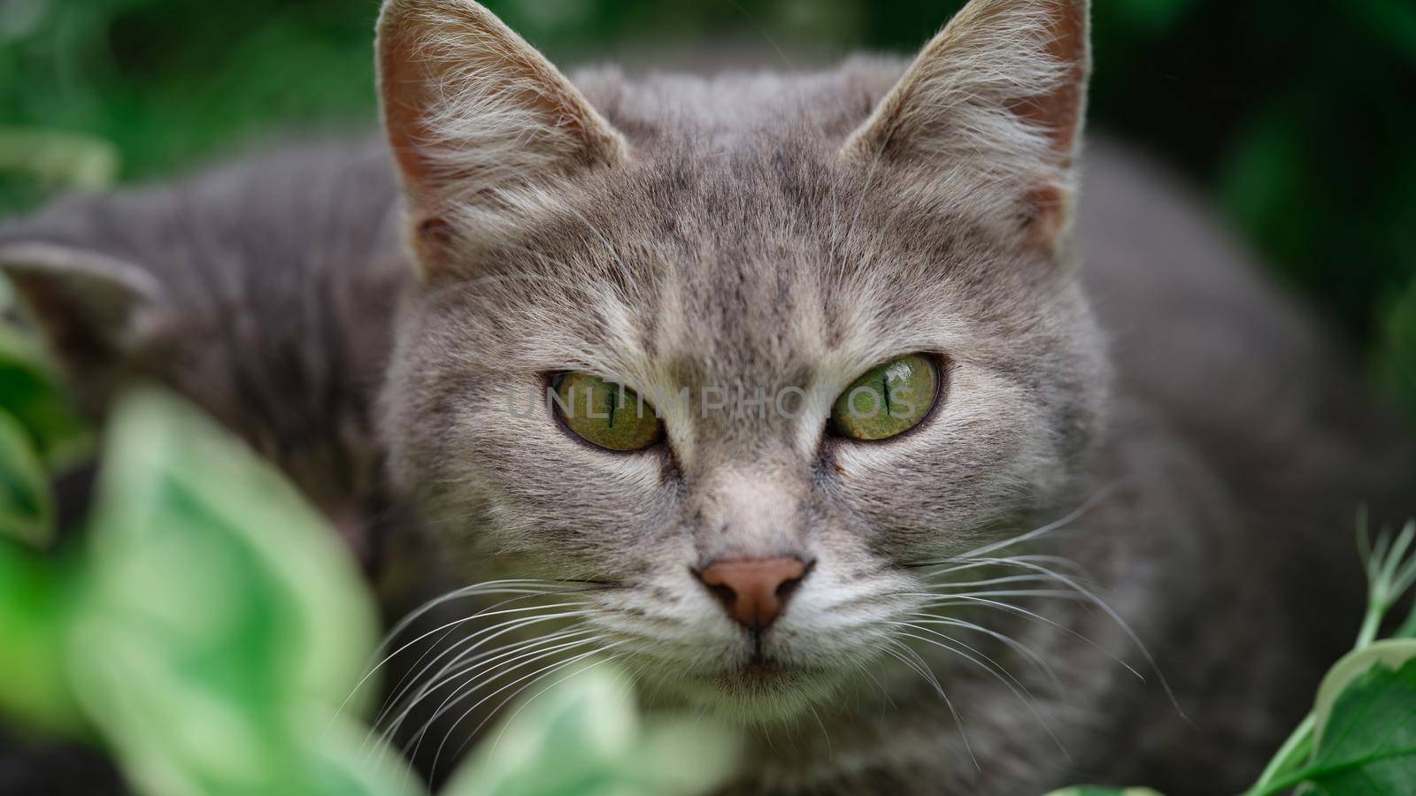 Gray domestic cat walks on green grass by kuprevich