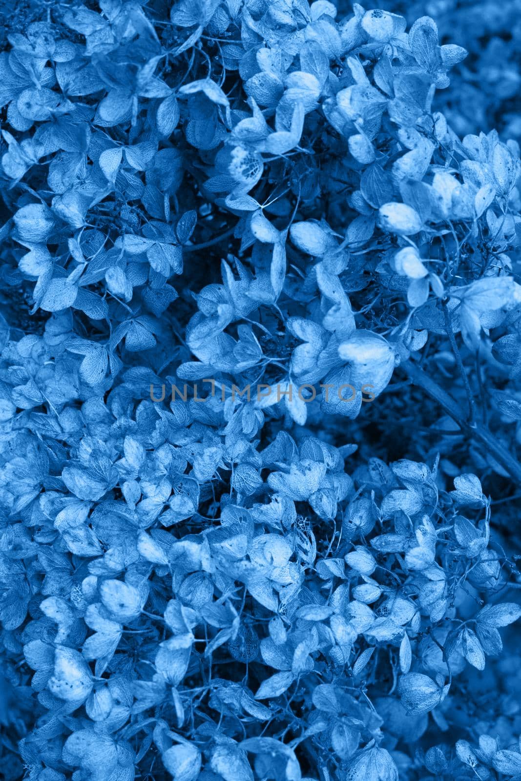 Classic blue, toned image. Moody dark art floral photo with little dried flowers of hydrangea on a dark dry brown background, winter backdrop, vertical