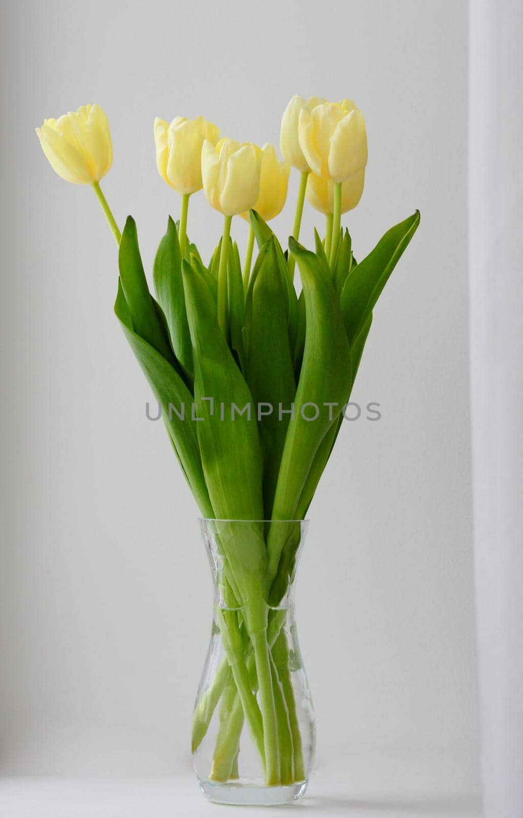 yellow tulip flowers in glass vase isolated on white background