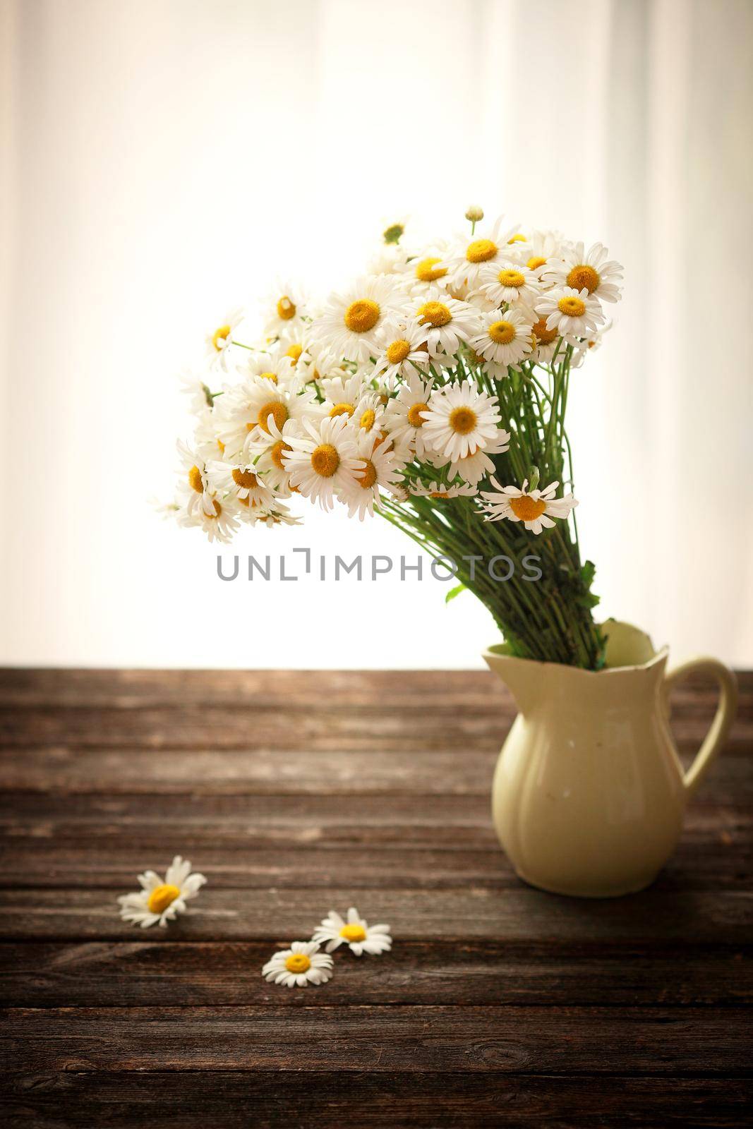 Fresh chamomile flowers on the wooden table