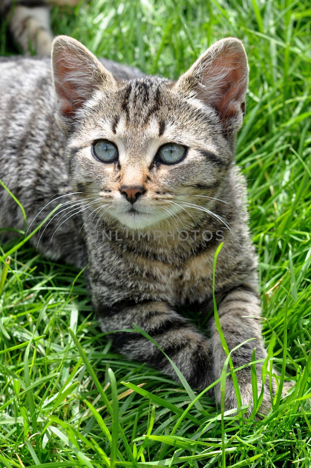 Tabby cat with green beautiful eyes lies on grass, top view