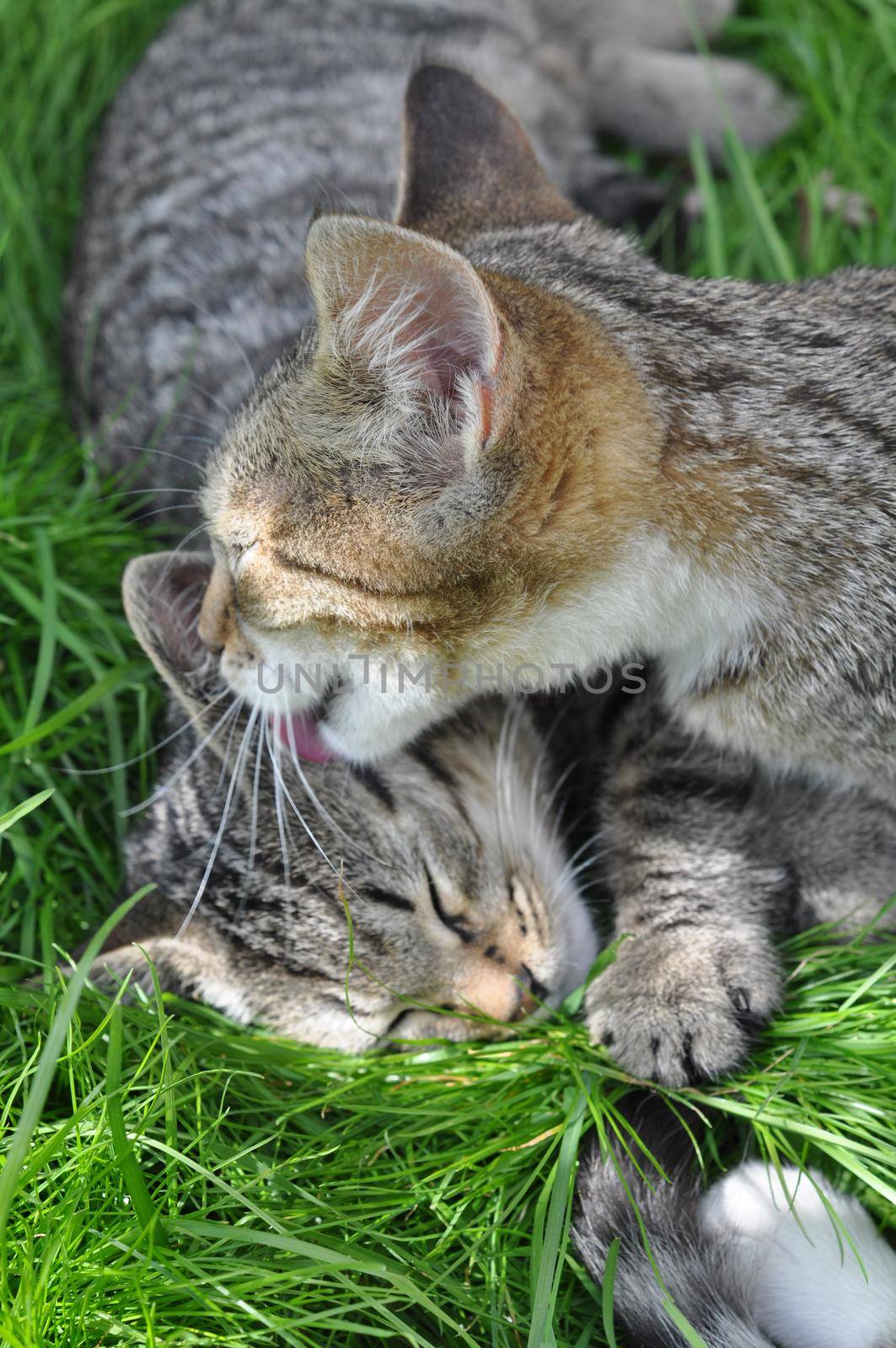 Two striped kittens sitting in the green grass