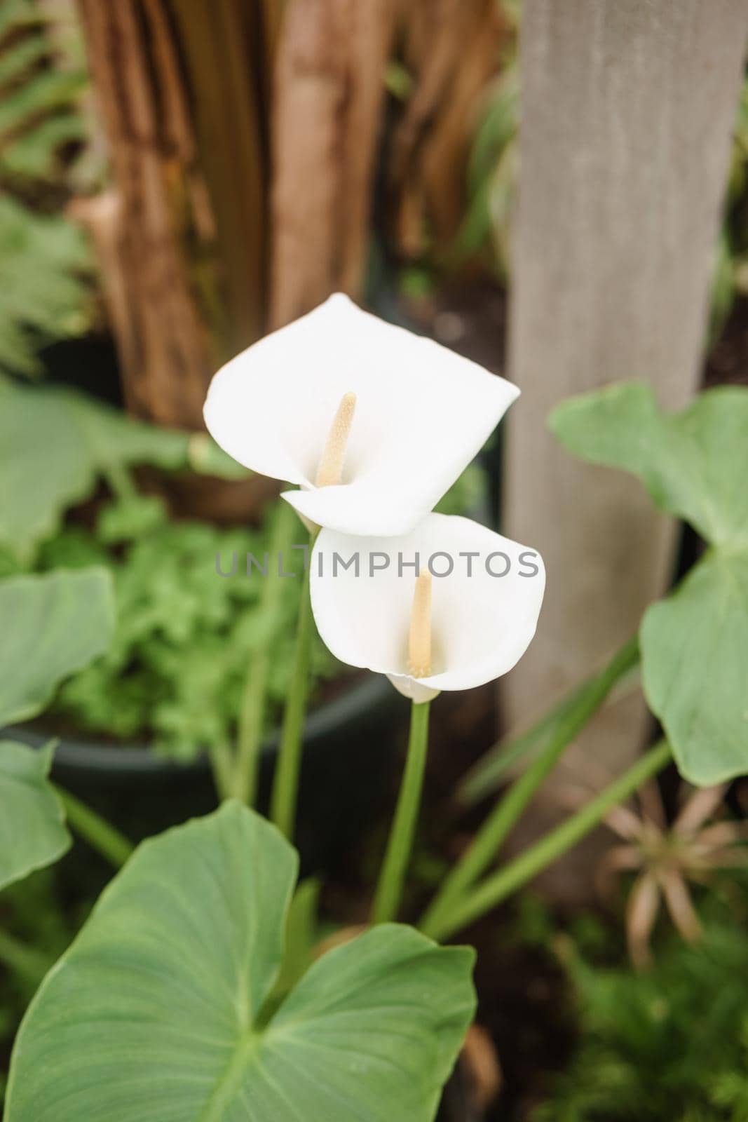 Flower - White calla close-up. Greenhouse with a large variety of green plants. The concept of planting crops in spring.