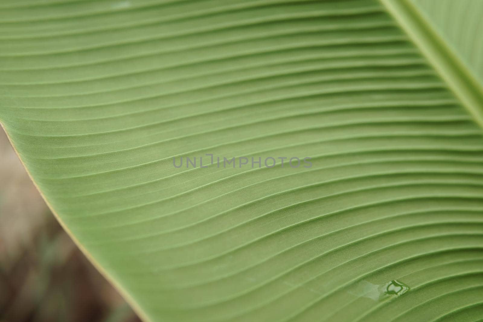 A leaf of a green plant in close-up, macro photography.
