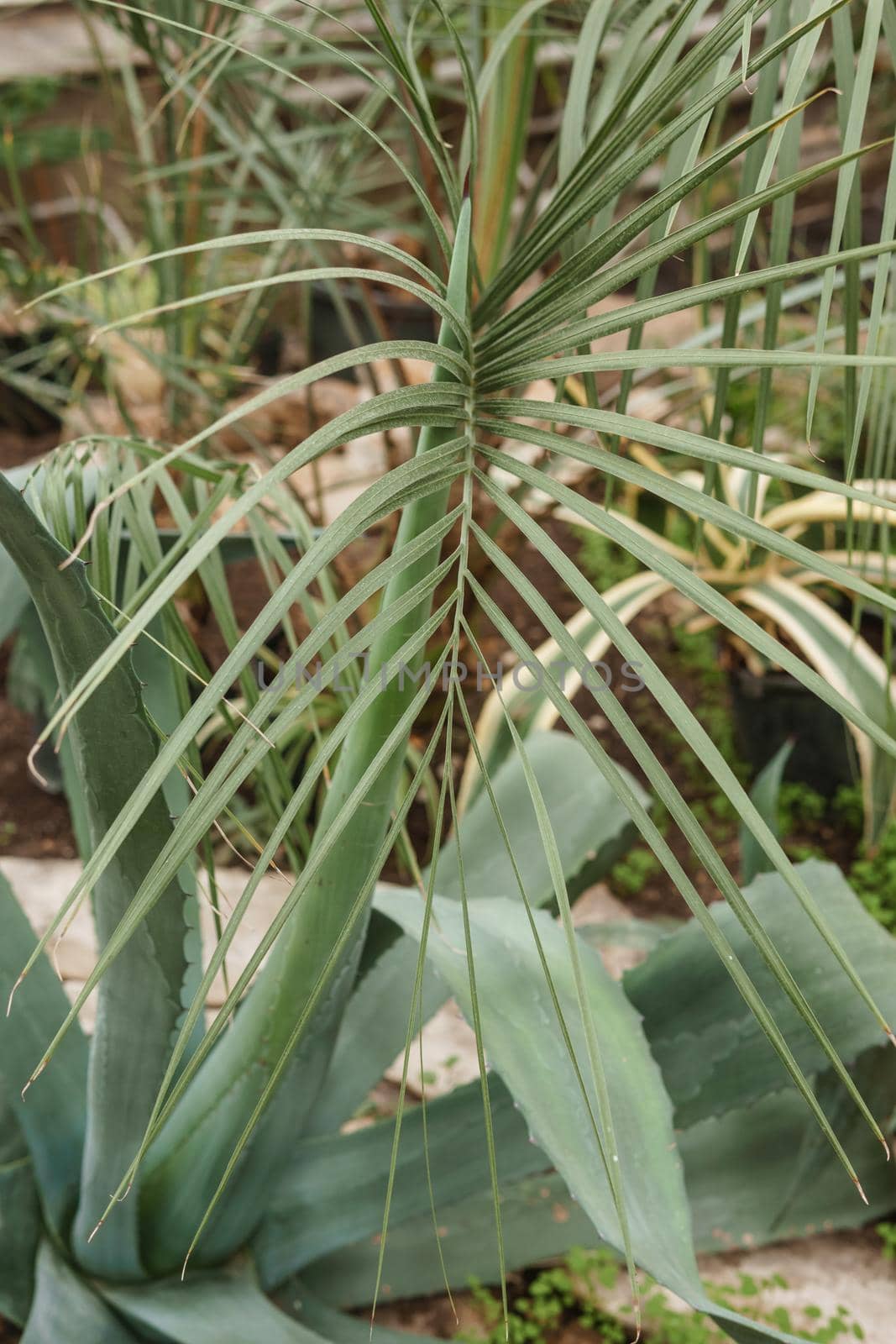 Palm leaf close-up. Greenhouse with a large variety of green plants. The concept of planting crops in spring.