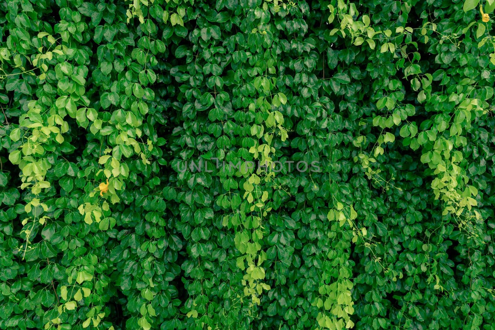 Green vine eco wall. Green creeping plant with wet leaves climbing on wall. Green leaves texture background. Green leaves of ivy with water drops. Exterior of sustainable building. Close to nature.