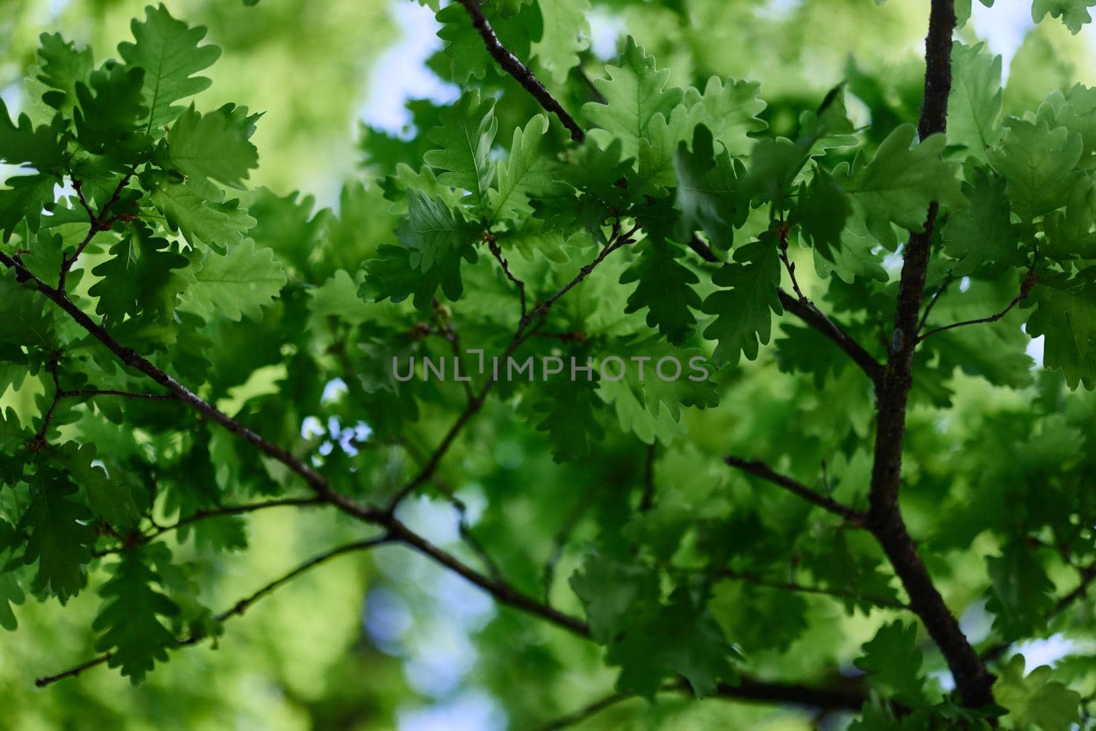 The green leaves of the oak tree on the branches glow against the blue sky, the sunlight. Planet ecology flora. High quality photo