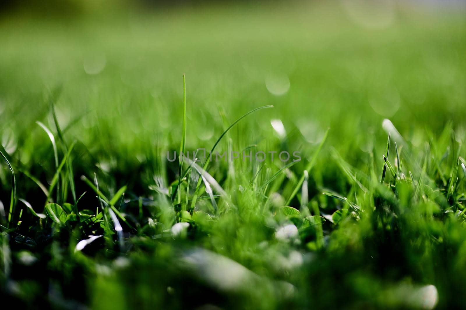 Green lawn grass close-up of the leaves of the grass. Nature conservation without environmental pollution, clean air by SHOTPRIME