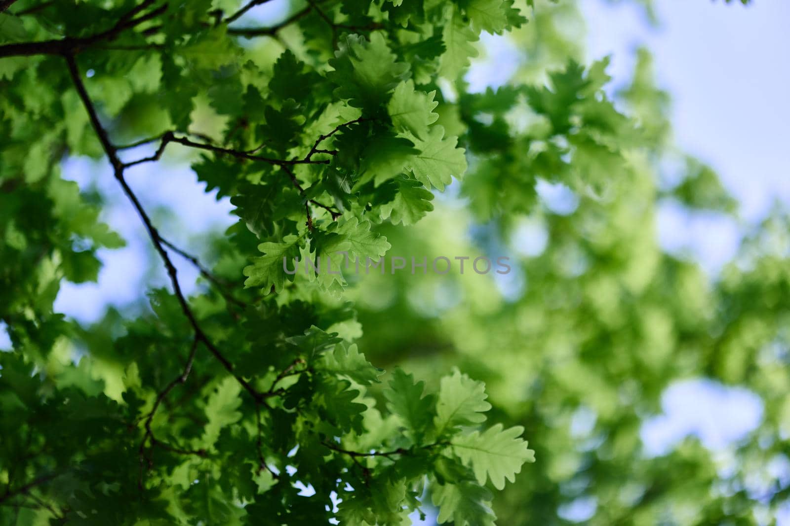 Fresh green leaves of the oak tree against a sunny cloudless sky. High quality photo