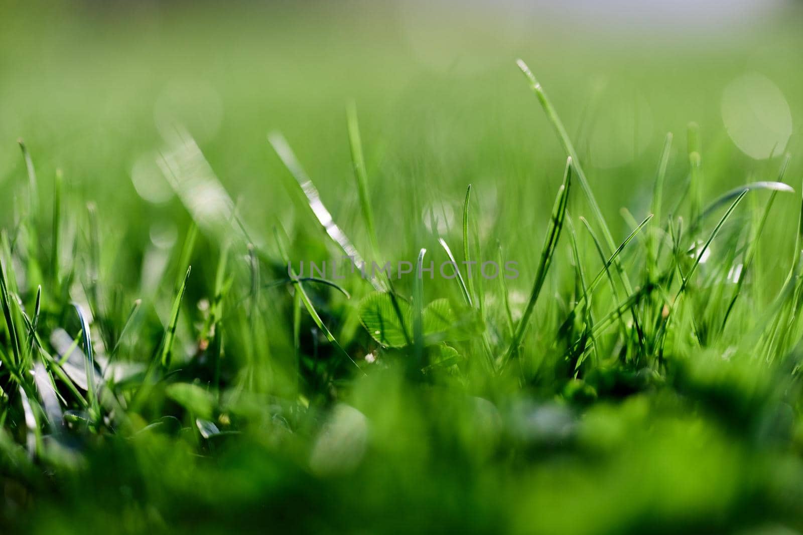 Green grass leaves in close-up, mock up and copy space by SHOTPRIME