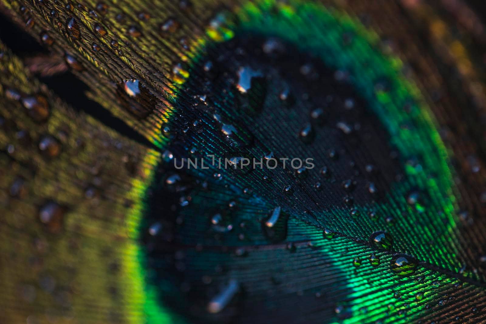 water drops beautiful peacock wall textured backdrop